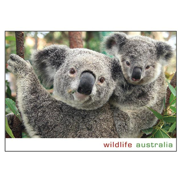 POSTCARD KOALA AND YOUNG