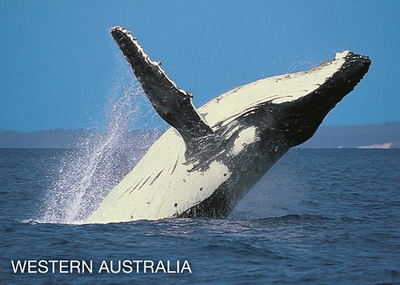 POSTCARD HUMPBACK WHALE WA