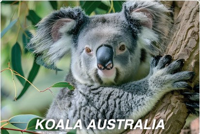 GALLERY MAGNET Koala in tree AUSTRALIA