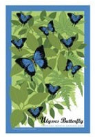 GALLERY MAGNET ulysses butterflies