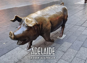 POSTCARD ADELAIDE pigs