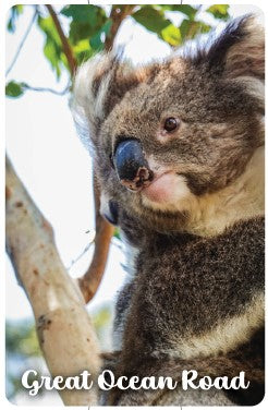 MAGNET FLEXI Great Ocean Road Koala in Tree