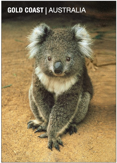 POSTCARD GOLD COAST KOALA