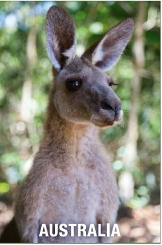 GALLERY MAGNET Kangaroo Australia side view