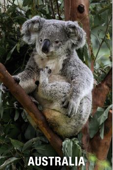 GALLERY MAGNET Koala Australia in Gum Tree