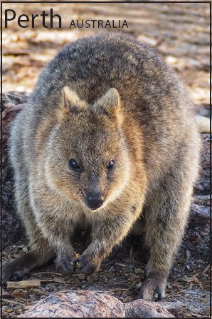 GALLERY MAGNET QUOKKA WA Design 4