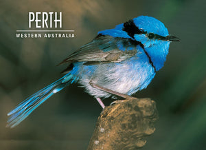 POSTCARD SUPERB BLUE WREN